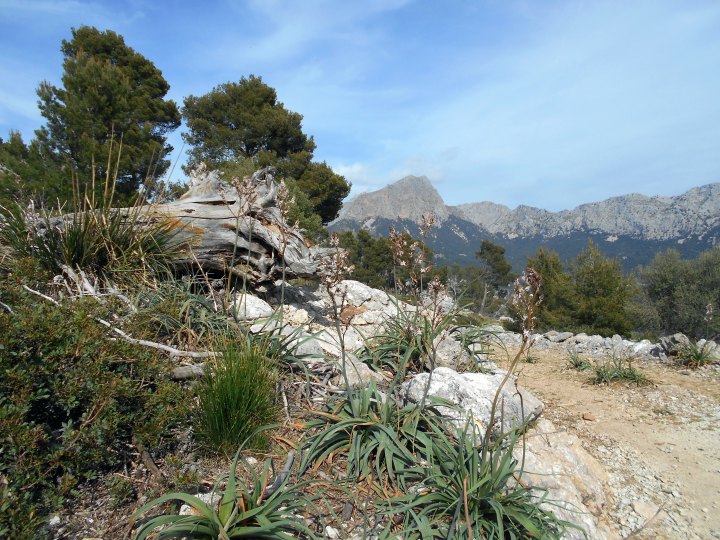 w drodze na Puig de sa Bassa
