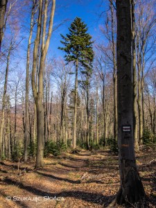 GSB Chyrowa Lubatowa szlak