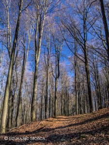 GSB Chyrowa Lubatowa szlak