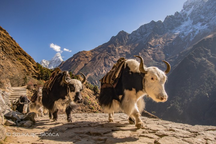 jaki Nepal trekking EBC Himalaje