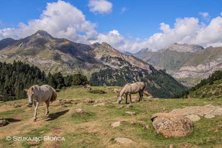 Pireneje konie trekking